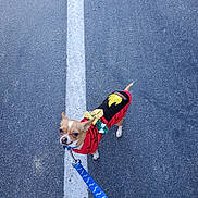 Socks is registered to the contest to win money with this photo: animal, blue_leash, bow, canine, chihuahua, cute, dog, funny_expression, leash, looking_up, outdoor, pavement, pet, red_sweater, road, small_dog, standing, sweater, walking, white_line