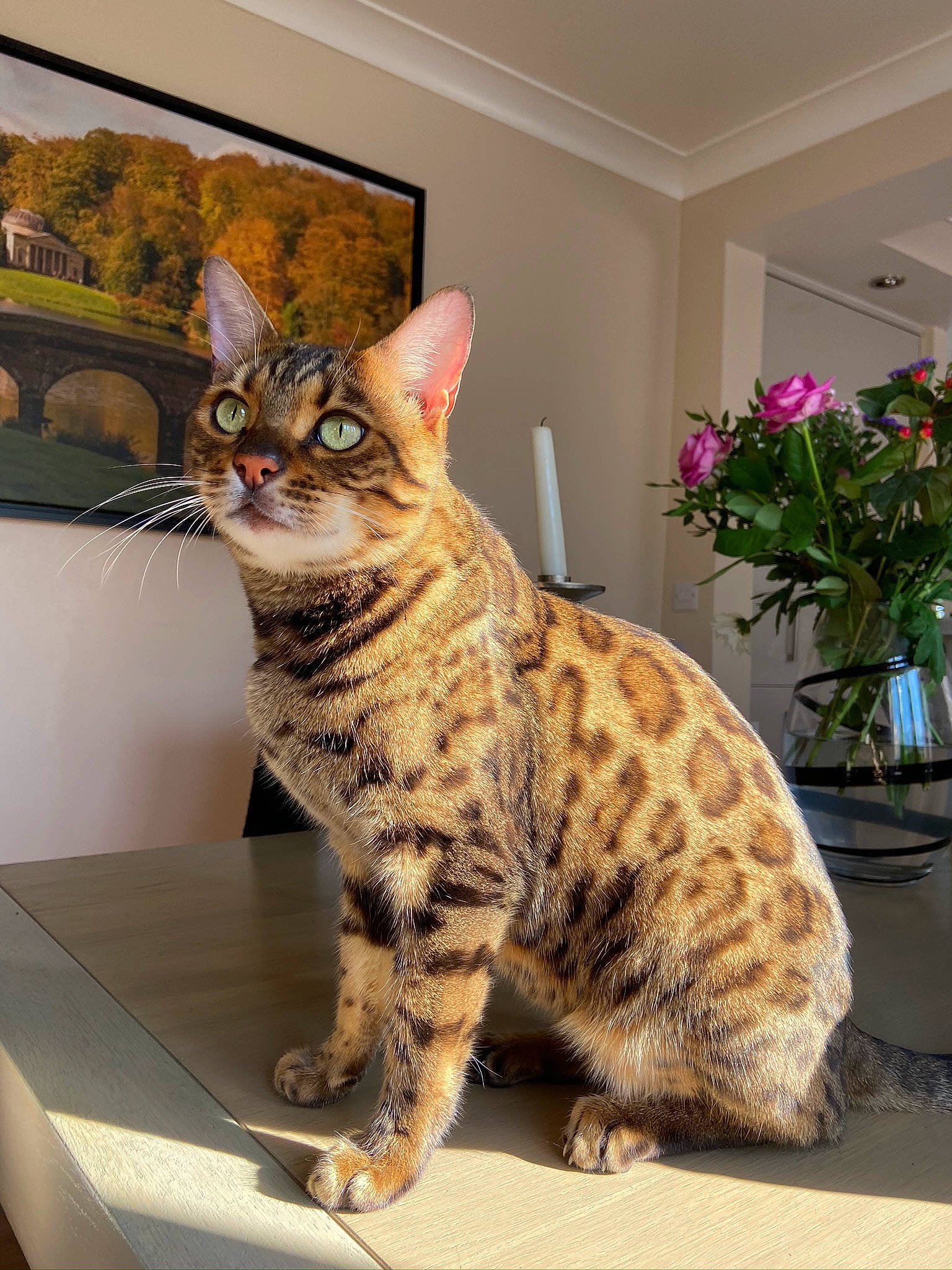 Napoleon is registered to the contest to win money with this photo: carnivore, cat, domestic_short_haired_cat, felidae, flower, flowerpot, fur, houseplant, paw, picture_frame, plant, rectangle, room, sitting, small_to_medium_sized_cats, snout, tail, terrestrial_animal, whiskers, window