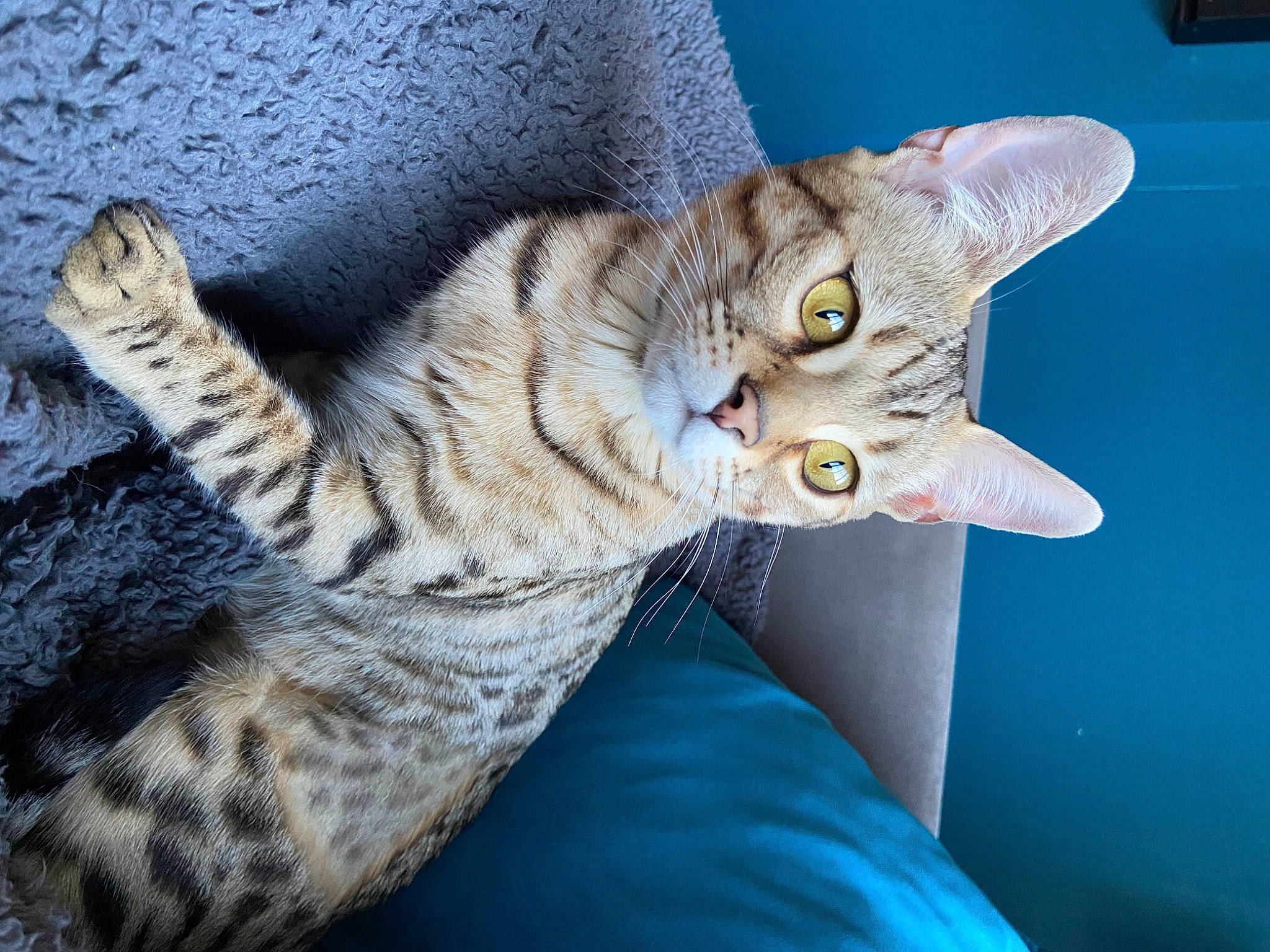 Flora joined the competition — help win amazing prizes! carnivore, cat, claw, comfort, domestic_short_haired_cat, fawn, felidae, fur, paw, small_to_medium_sized_cats, snout, tail, whiskers