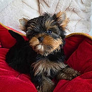 A'Buggy a rejoint le concours — aidez-le/la à gagner de superbes lots ! adorable, animal, canine, comfort, cozy, cute, dog, domestic_animal, fluffy, fur, furry, indoor, lying_down, pet, portrait, puppy, red_cushion, relaxed, small_dog, young_dog