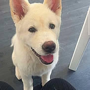 Aika a rejoint le concours — aidez-le/la à gagner de superbes lots ! puppy, dog, white_dog, happy, pet, ears, tongue, floor, indoor, table_leg, looking_up, cute, animal, mammal, sitting, domestic_animal, fur, canine, young_dog, black_pants