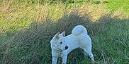 Aika participe au concours pour gagner de l'argent avec cette photo : dog, white_dog, grass, leash, outdoor, field, trees, house, nature, sunlight, blue_sky, canine, pet, fur, tail, ears, alert, landscape, daytime
