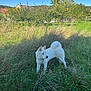dog, white_dog, grass, leash, outdoor, field, trees, house, nature, sunlight, blue_sky, canine, pet, fur, tail, ears, alert, landscape, daytime