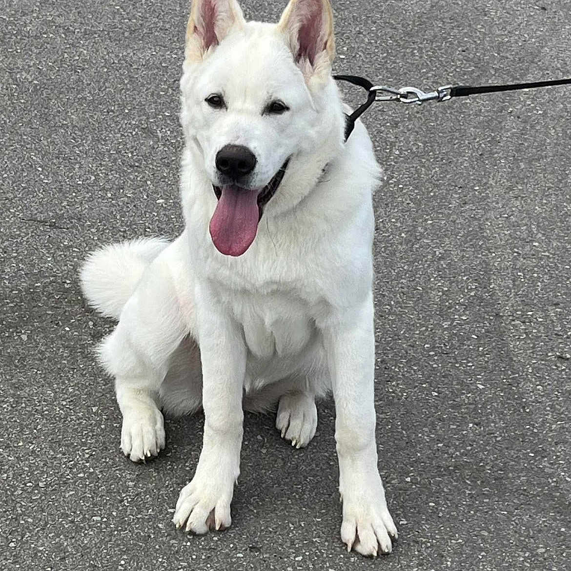 Aika participe au concours pour gagner de l'argent avec cette photo : animal, canine, companion, cute, dog, domestic_animal, ears_up, friendly, fur, happy, leash, outdoor, pavement, pet, playful, sitting, tail, tongue_out, walking, white_dog