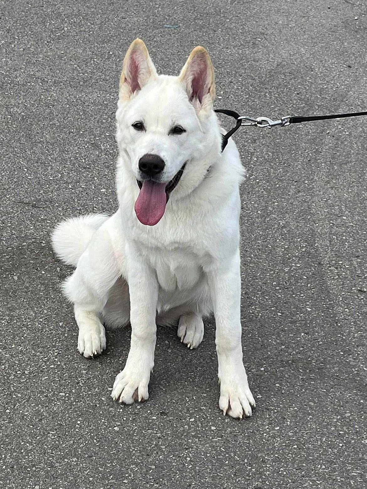 Aika participe au concours pour gagner de l'argent avec cette photo : dog, white_dog, sitting, leash, outdoor, pavement, tongue_out, happy, pet, canine, fur, animal, ears_up, tail, walking, friendly, companion, cute, playful, domestic_animal
