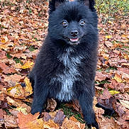 Nanuk is registered to the contest to win money with this photo: dog, black_dog, fluffy, small_dog, sitting, outdoors, autumn, fall, leaves, forest, woodland, nature, portrait, animal, pet, fur, ears, eyes, smiling, grass