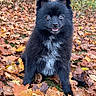 dog, black_dog, fluffy, small_dog, sitting, outdoors, autumn, fall, leaves, forest, woodland, nature, portrait, animal, pet, fur, ears, eyes, smiling, grass