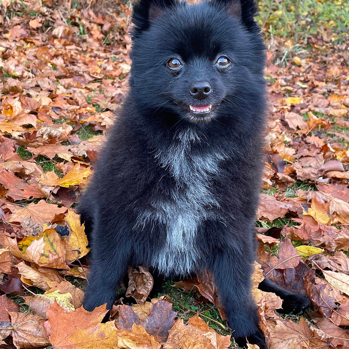 Nanuk