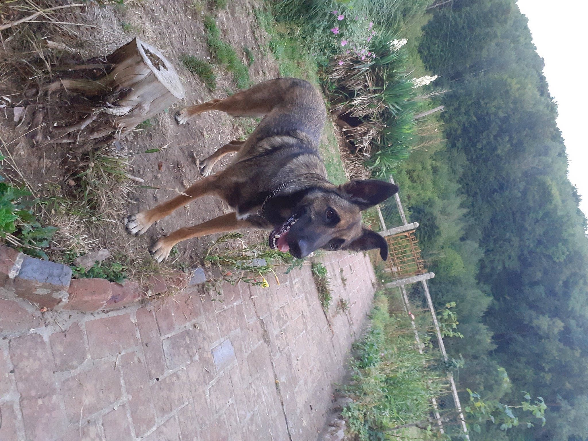 Choco participe au concours pour gagner de l'argent avec cette photo : bedrock, canidae, carnivore, dog, dog_breed, fawn, groundcover, guard_dog, landscape, liver, old_german_shepherd_dog, plant, sky, slope, sporting_group, tail, terrestrial_animal, tree, wildlife, working_animal