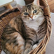 Eden participe au concours pour gagner de l'argent avec cette photo : animal, basket, cat, close_up, cozy, curious, cute, domestic_animal, ears, eyes, feline, fur, home, indoor, pet, relaxed, resting, tabby_cat, whiskers, wooden_floor