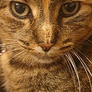 Freyja participe au concours pour gagner de l'argent avec cette photo : cat, tabby, close_up, whiskers, fur, eyes, pet, animal, mammal, face, cute, domestic, feline, portrait, macro, indoor, brown, striped, nose, alert