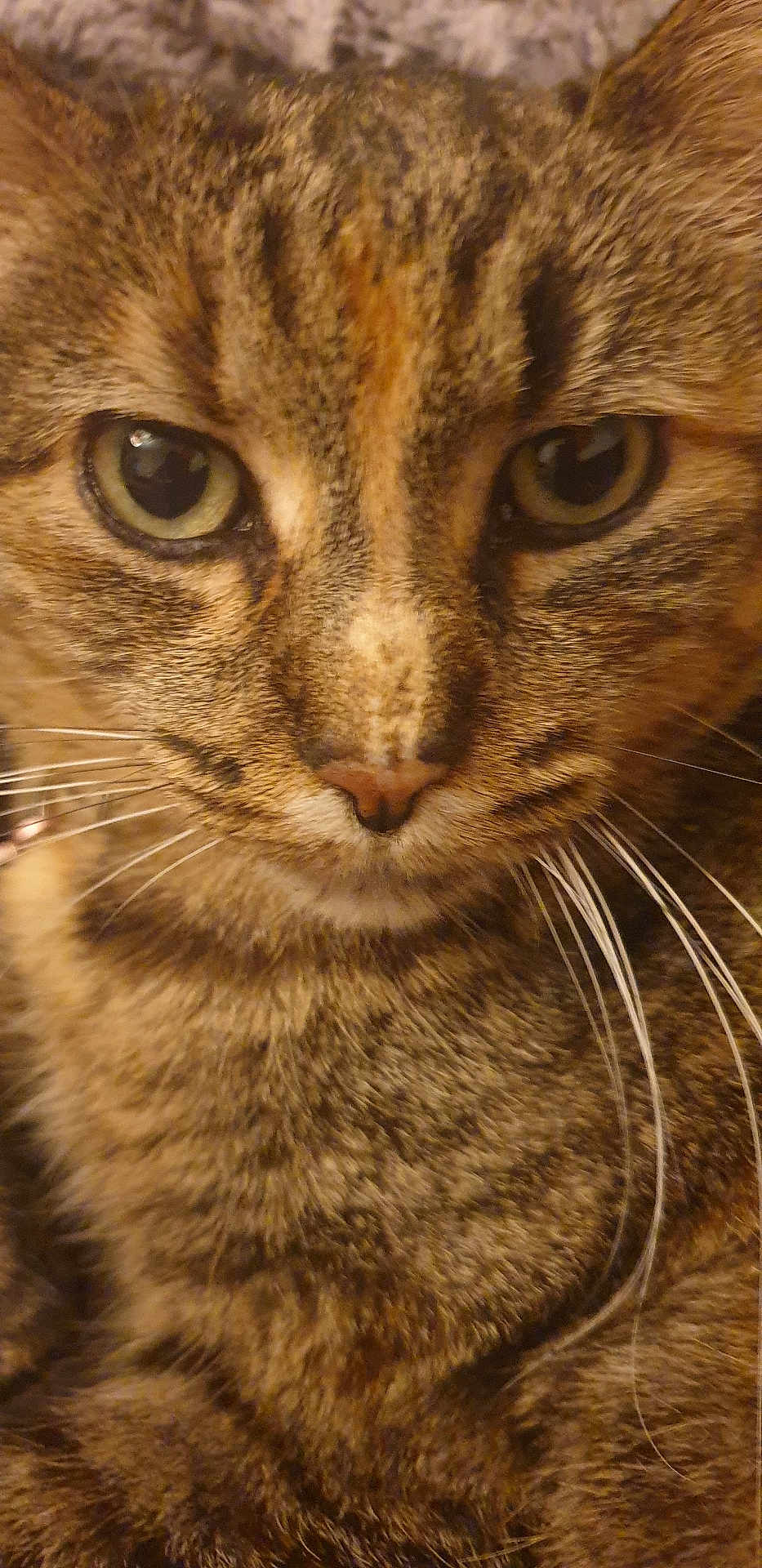 Freyja participe au concours pour gagner de l'argent avec cette photo : cat, tabby, close_up, whiskers, fur, eyes, pet, animal, mammal, face, cute, domestic, feline, portrait, macro, indoor, brown, striped, nose, alert