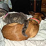 Delilah joined the competition — help win amazing prizes! cat, dog, blanket, bed, collar, tail, furniture, laundry_basket, indoor, pet, sleeping, resting, cozy, domestic, animal, close_together, brown_dog, gray_cat, household, soft_texture