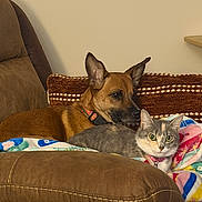 Delilah joined the competition — help win amazing prizes! dog, cat, couch, blanket, pillow, indoor, pet, animal, relaxing, brown, grey, furniture, collar, cute, companions, cozy, resting, ears, eyes, home