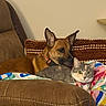 animal, blanket, brown, cat, collar, companions, couch, cozy, cute, dog, ears, eyes, furniture, grey, home, indoor, pet, pillow, relaxing, resting