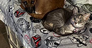 Delilah joined the competition — help win amazing prizes! dog, cat, blanket, star_wars, indoor, cuddling, pet, furniture, cozy, resting, brown_dog, gray_cat, animal, companion, cute, relaxed, bedroom, soft_texture, comfortable, cabinet