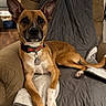 Delilah joined the competition — help win amazing prizes! dog, pet, indoor, cushion, chair, brown, white, collar, ears, alert, relaxed, fur, paw, floor, quilt, domestic_animal, canine, home, animal, portrait