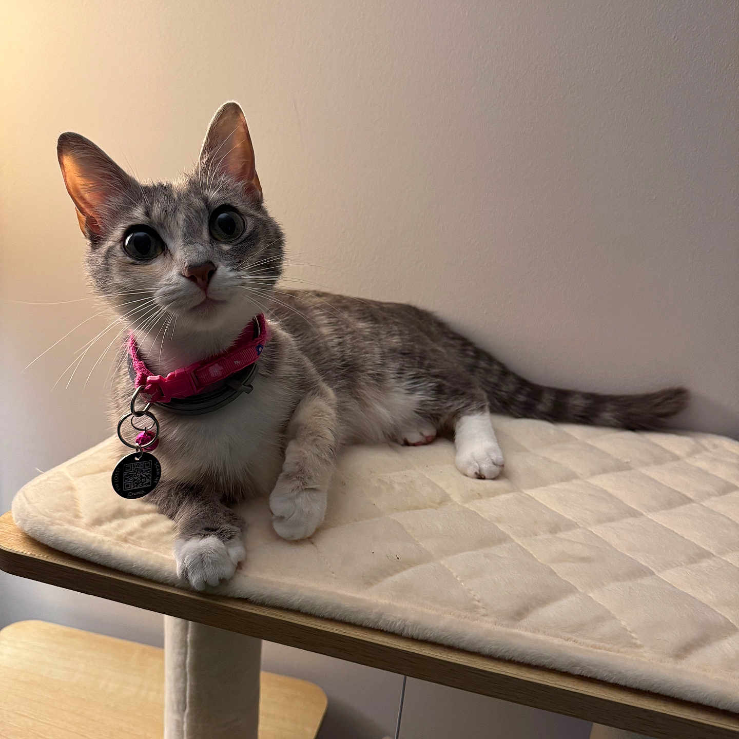 Almond joined the competition — help win amazing prizes! cat, gray_cat, white_paws, pink_collar, pet_tag, indoor, feline, curious, alert, resting, soft_lighting, cat_tree, padded_platform, whiskers, ears, tail, domestic_cat, animal, cute, home
