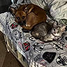 Almond joined the competition — help win amazing prizes! dog, cat, blanket, bedroom, furniture, pet, animal, cozy, resting, indoor, brown_dog, gray_cat, star_wars, cuddling, curled_up, cabinet, soft_lighting, relaxed, companion, cute