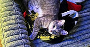 Almond joined the competition — help win amazing prizes! cat, gray_tabby, pet_bed, blanket, indoor, feline, relaxed, looking_up, curious, soft_texture, cozy, fur, whiskers, ears, paws, carpet, resting, domestic_animal, cute, comfortable