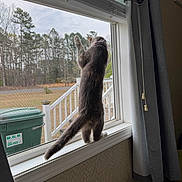 Almond joined the competition — help win amazing prizes! cat, window, curtains, mesh_screen, windowsill, indoor, outdoor, trees, trash_bin, curious, standing, pet, animal, home, daylight, fence, nature, tail, hind_legs, collar