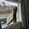 cat, window, curtains, mesh_screen, windowsill, indoor, outdoor, trees, trash_bin, curious, standing, pet, animal, home, daylight, fence, nature, tail, hind_legs, collar