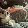 Almond is registered to the contest to win money with this photo: cat, tabby_cat, pet, animal, domestic_animal, feline, blanket, hand, resting, indoor, cozy, comfort, fur, striped, collar, pink_collar, person, relaxation, soft_texture, closeup