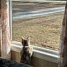 cat, window, curtains, indoor, animal, pet, sunlight, grass, yard, looking_out, feline, collar, home, quiet, daylight, curious, sitting, back_view, fabric, nature