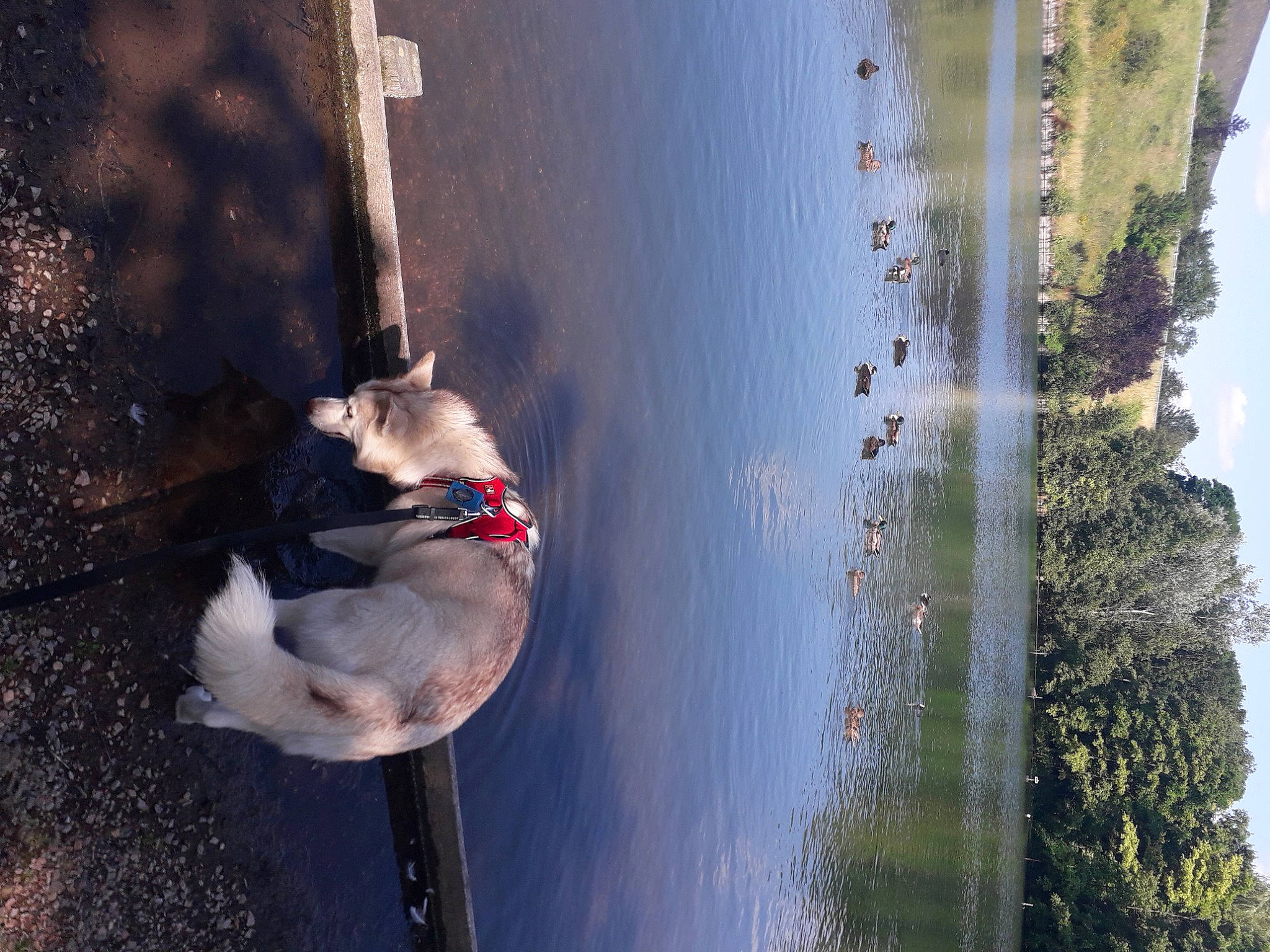Rêvka a rejoint le concours — aidez-le/la à gagner de superbes lots ! carnivore, collar, dog, dog_breed, dog_collar, lake, landscape, morning, plant, reflection, reservoir, shadow, sky, sporting_group, sunlight, tail, tints_and_shades, tree, water, wood
