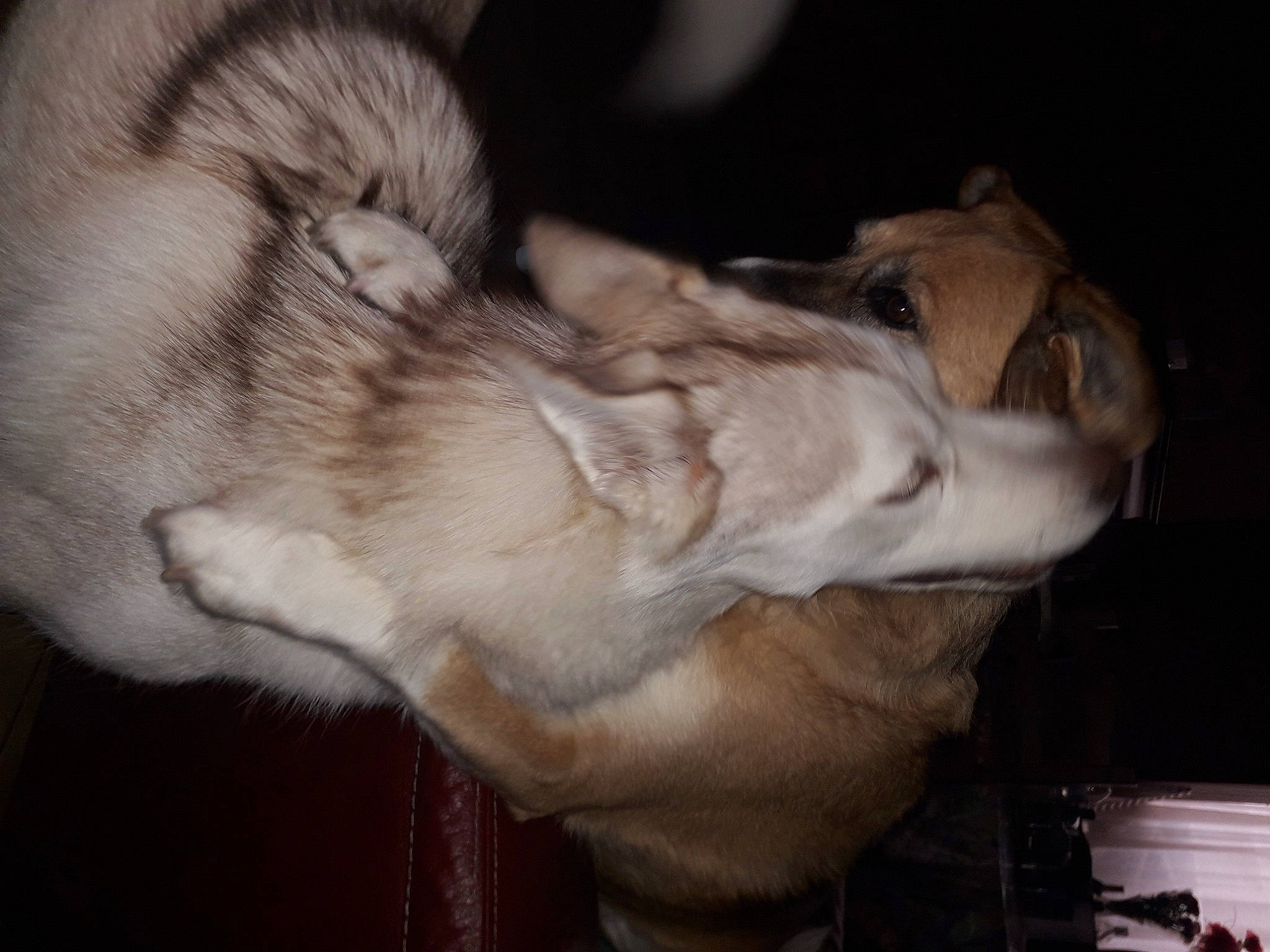 Rêvka participe au concours pour gagner de l'argent avec cette photo : canidae, canis, carnivore, companion_dog, dog, dog_breed, ear, fawn, fur, gesture, guard_dog, jaw, non_sporting_group, paw, small_to_medium_sized_cats, snout, sporting_group, tail, whiskers, wolf