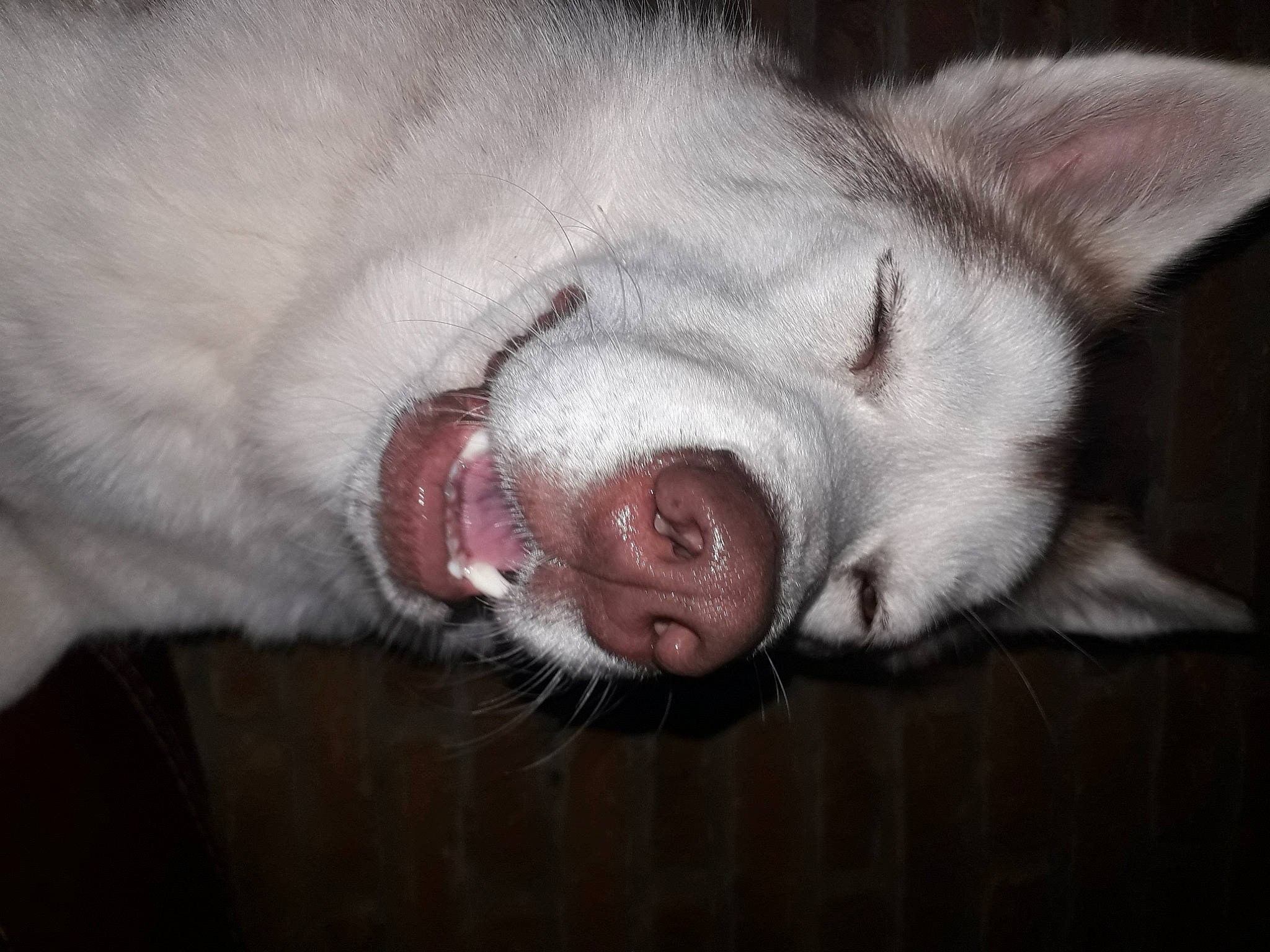 Rêvka participe au concours pour gagner de l'argent avec cette photo : canidae, carnivore, close_up, comfort, dog, dog_breed, ear, fang, felidae, fur, grey, jaw, paw, small_to_medium_sized_cats, snout, sporting_group, tail, terrestrial_animal, whiskers, yawn