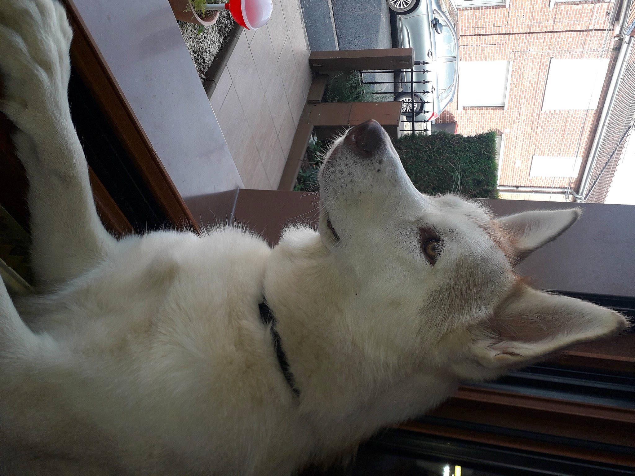 Rêvka participe au concours pour gagner de l'argent avec cette photo : canidae, carnivore, claw, collar, companion_dog, dog_breed, domestic_short_haired_cat, fawn, felidae, flooring, fur, paw, samoyed, small_to_medium_sized_cats, snout, sporting_group, tail, whiskers, window, working_animal