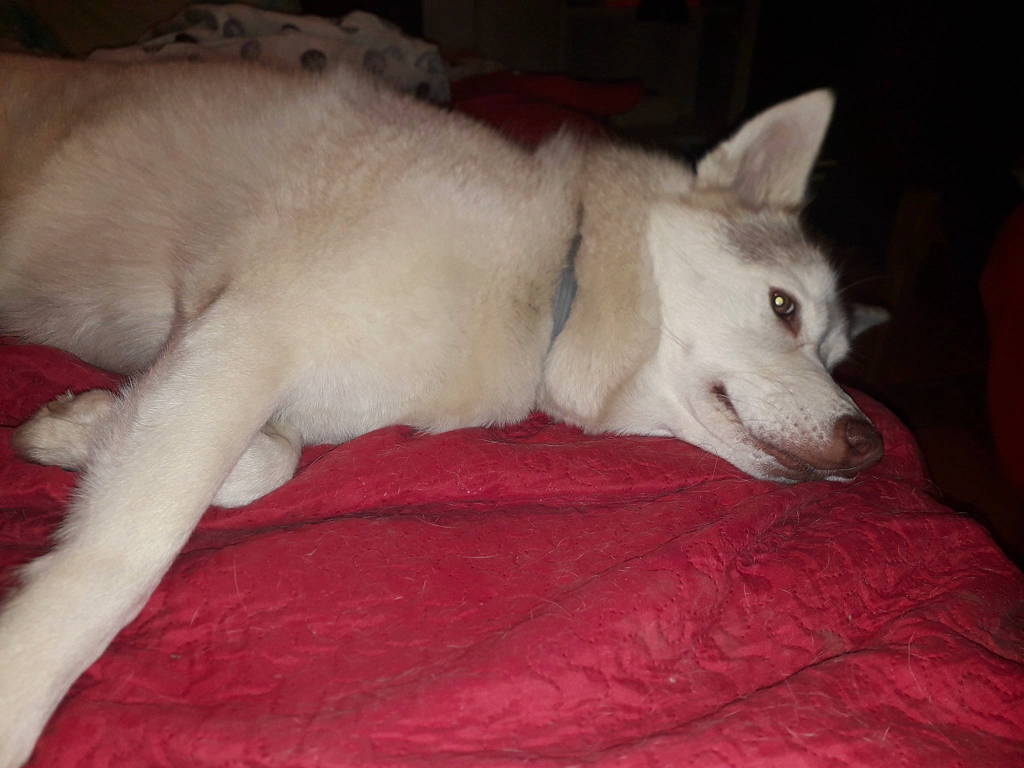 Lyna participe au concours pour gagner de l'argent avec cette photo : canidae, carnivore, comfort, companion_dog, dog, dog_breed, fawn, fur, non_sporting_group, paw, snout, sporting_group, tail, terrestrial_animal, whiskers, working_animal