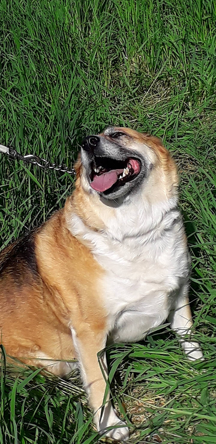 Lyna participe au concours pour gagner de l'argent avec cette photo : canidae, carnivore, collar, companion_dog, dog, dog_breed, fang, fawn, grass, paw, plant, roar, shout, snout, sporting_group, terrestrial_animal, whiskers, working_dog, wrinkle, yawn