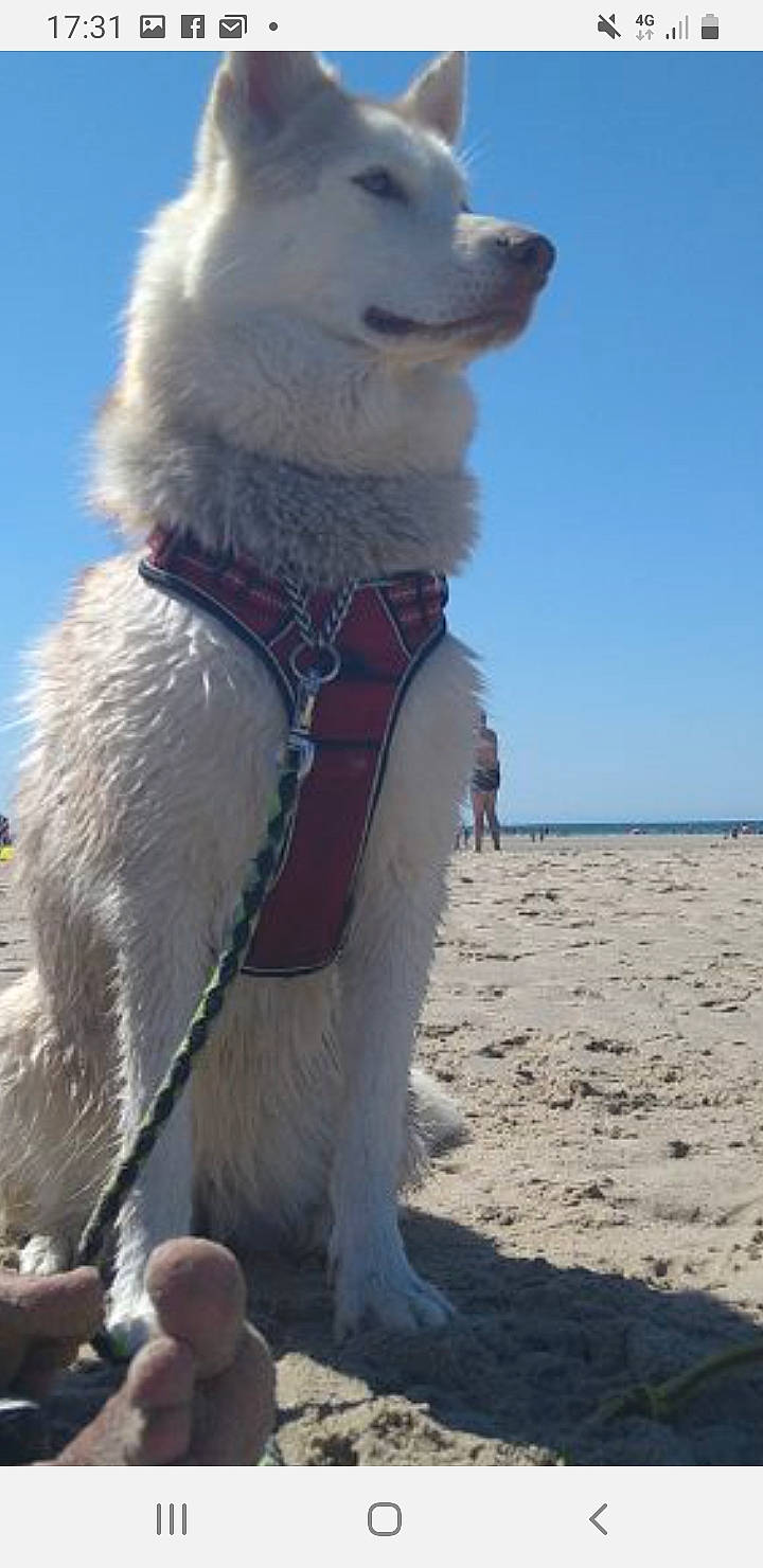 Lyna participe au concours pour gagner de l'argent avec cette photo : arctic, beach, bear, canidae, carnivore, collar, companion_dog, dog, dog_breed, freezing, fun, fur, ice_cap, ocean, polar_bear, polar_ice_cap, sky, snout, sporting_group, terrestrial_animal