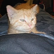 Skittles joined the competition — help win amazing prizes! animal, clothing, cozy, cute, domestic_cat, fur, furniture, indoor, kitten, lap, logs, mammal, orange_cat, person, pet, relaxing, resting, sleepy, small_animal, whiskers