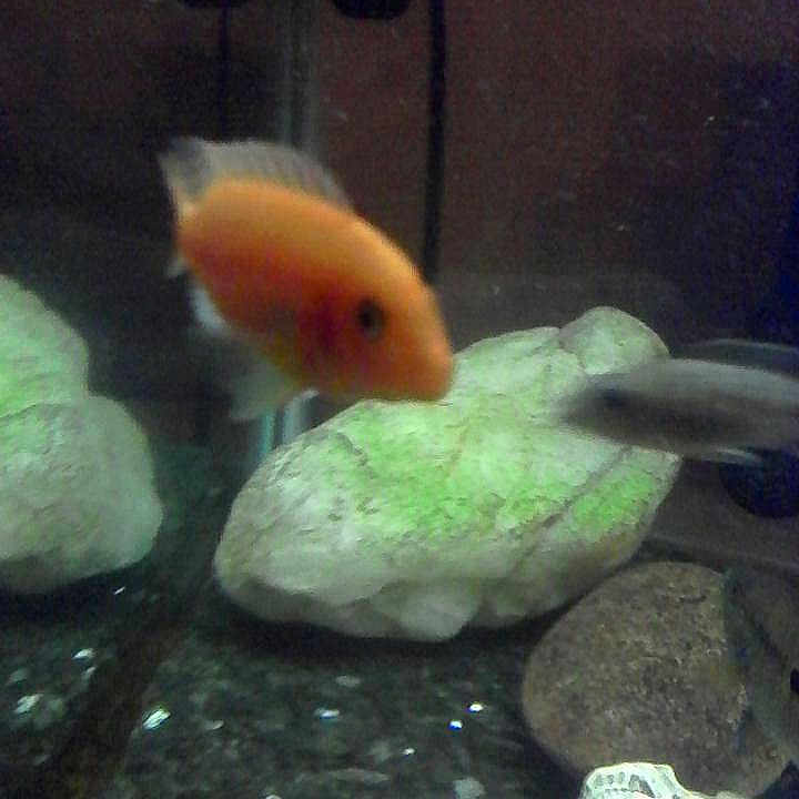 Swishy joined the competition — help win amazing prizes!