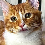 Cheddar joined the competition — help win amazing prizes! cat, orange_cat, white_fur, close_up, tongue_out, whiskers, pet, animal, cute, feline, indoor, curious_eyes, fluffy, portrait, ears, nose, face, domestic_cat, mammal, soft_fur