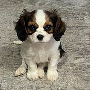Charlie joined the competition — help win amazing prizes! dog, puppy, cavalier_king_charles_spaniel, pet, carpet, indoor, sitting, cute, brown_and_white, floppy_ears, large_eyes, paws, portrait, looking_at_camera, young, small_breed, floor, home, adorable, screenshot