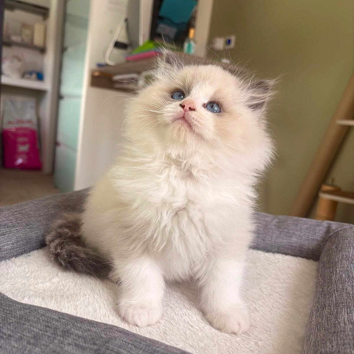 Alaska a rejoint le concours — aidez-le/la à gagner de superbes lots ! animal, blue_eyes, cat, cozy, curious, cute, domestic, feline, fluffy, fur, gray, indoor, kitten, pet_bed, portrait, small, soft, whiskers, white, young
