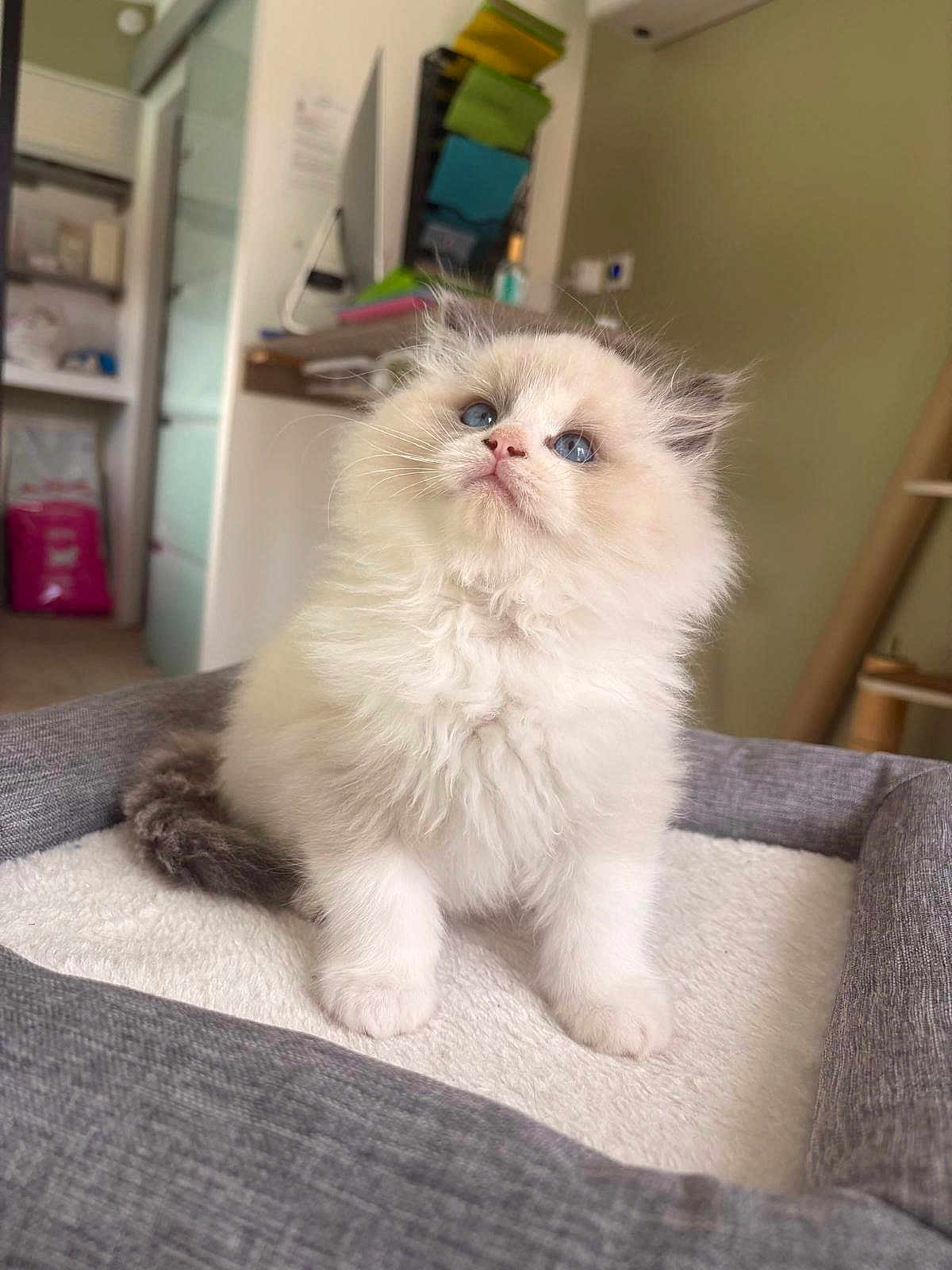 Alaska a rejoint le concours — aidez-le/la à gagner de superbes lots ! kitten, cat, blue_eyes, fluffy, pet_bed, indoor, curious, feline, young, soft, cozy, gray, white, fur, animal, cute, small, domestic, whiskers, portrait