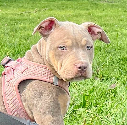 Tissaya a rejoint le concours — aidez-le/la à gagner de superbes lots ! canidae, canis_panther, carnivore, collar, companion_dog, dog, dog_breed, dog_collar, fawn, grass, grassland, liver, non_sporting_group, pet_supply, plant, snout, sporting_group, terrestrial_animal, working_animal, wrinkle