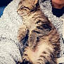 Dyna participe au concours pour gagner de l'argent avec cette photo : kitten, cat, sleeping, person, face, fuzzy_sweater, close_up, indoor, cozy, tabby, pet, animal, relaxing, cuddling, warm, fur, cute, comfort, resting, young_cat