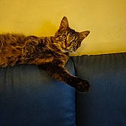 Dyna a rejoint le concours — aidez-le/la à gagner de superbes lots ! cat, tabby, feline, pet, indoor, couch, blue_couch, relaxed, stretching, paw, fur, whiskers, yellow_wall, domestic_animal, animal, mammal, household, resting, portrait, cute