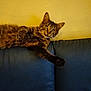 cat, tabby, feline, pet, indoor, couch, blue_couch, relaxed, stretching, paw, fur, whiskers, yellow_wall, domestic_animal, animal, mammal, household, resting, portrait, cute