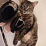 Dyna participe au concours pour gagner de l'argent avec cette photo : cat, tabby_cat, feline, pet, indoor, shoes, sneakers, footwear, white_surface, relaxed, curious, fur, animal, mammal, whiskers, ears, paws, lying_down, close_up, domestic