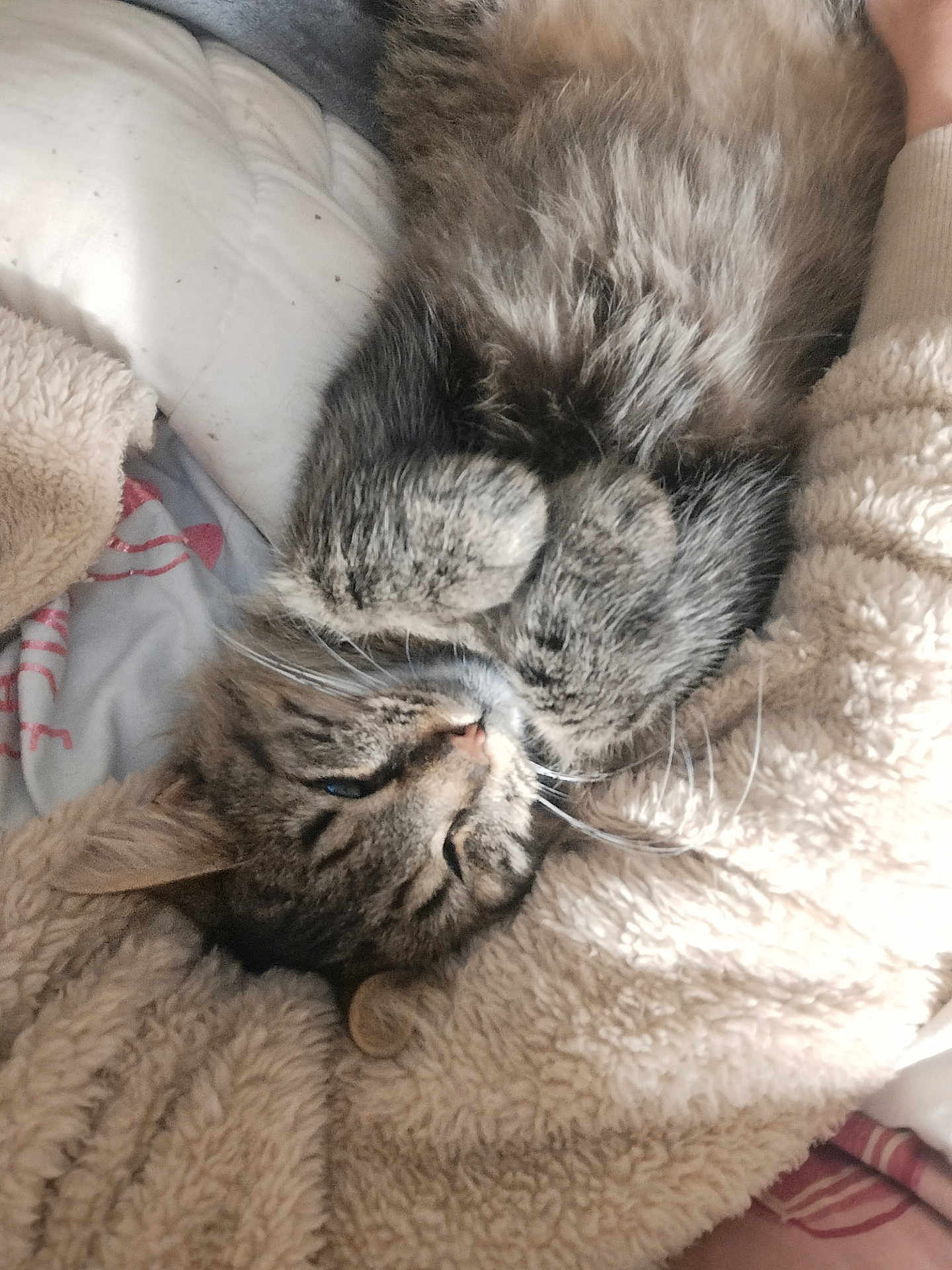Dyna participe au concours pour gagner de l'argent avec cette photo : cat, tabby, sleeping, curled_up, fur, whiskers, paws, blanket, cozy, soft, indoor, resting, pet, animal, cute, relaxed, feline, bed, warm, fluffy