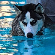 Ace joined the competition — help win amazing prizes! dog, husky, water, pool, blue_eyes, reflection, animal, pet, swimming, canine, outdoor, muzzle, fur, head, ears, wet, nature, summer, portrait, closeup