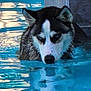 dog, husky, water, pool, blue_eyes, reflection, animal, pet, swimming, canine, outdoor, muzzle, fur, head, ears, wet, nature, summer, portrait, closeup