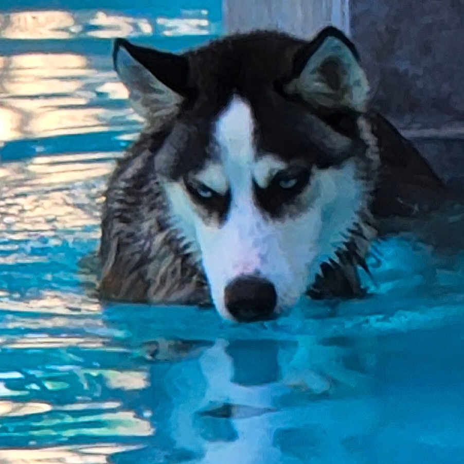 Ace joined the competition — help win amazing prizes! animal, blue_eyes, canine, closeup, dog, ears, fur, head, husky, muzzle, nature, outdoor, pet, pool, portrait, reflection, summer, swimming, water, wet